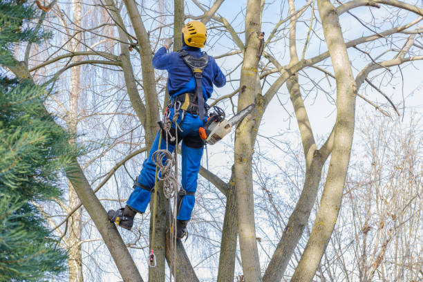 Best Stump Grinding and Removal  in Morrisville, VT